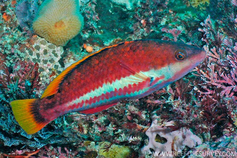 Papūginė žuvis Papūginė žuvis