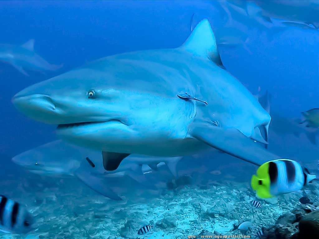 Bukasnukis ryklys arba jautinis ryklys (Carcharhinus leucas) Bukasnukis ryklys arba jautinis ryklys (Carcharhinus leucas)