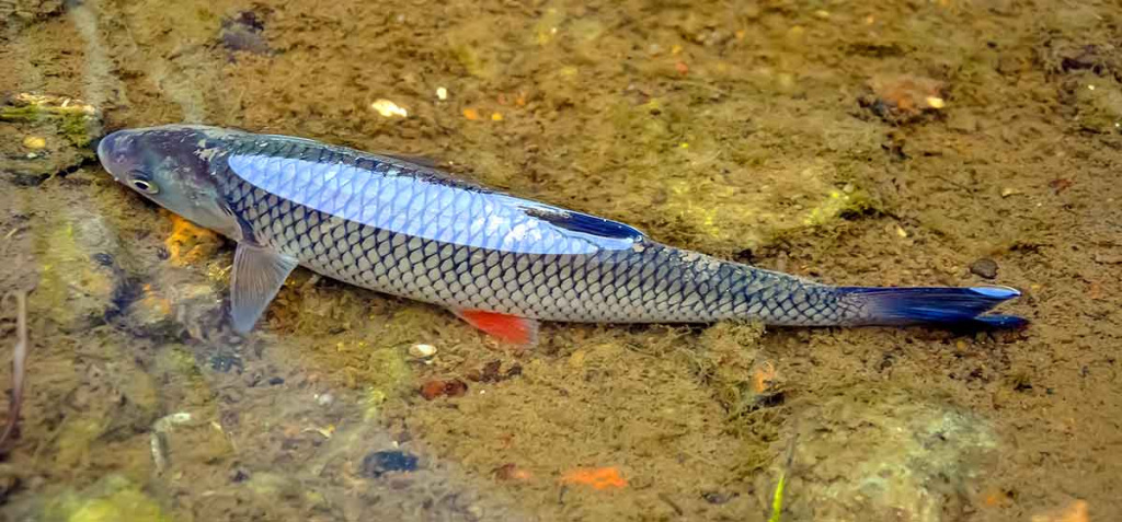 Šapalų spiningavimas iki užšąlant Nevėžiui Šapalų spiningavimas iki užšąlant Nevėžiui