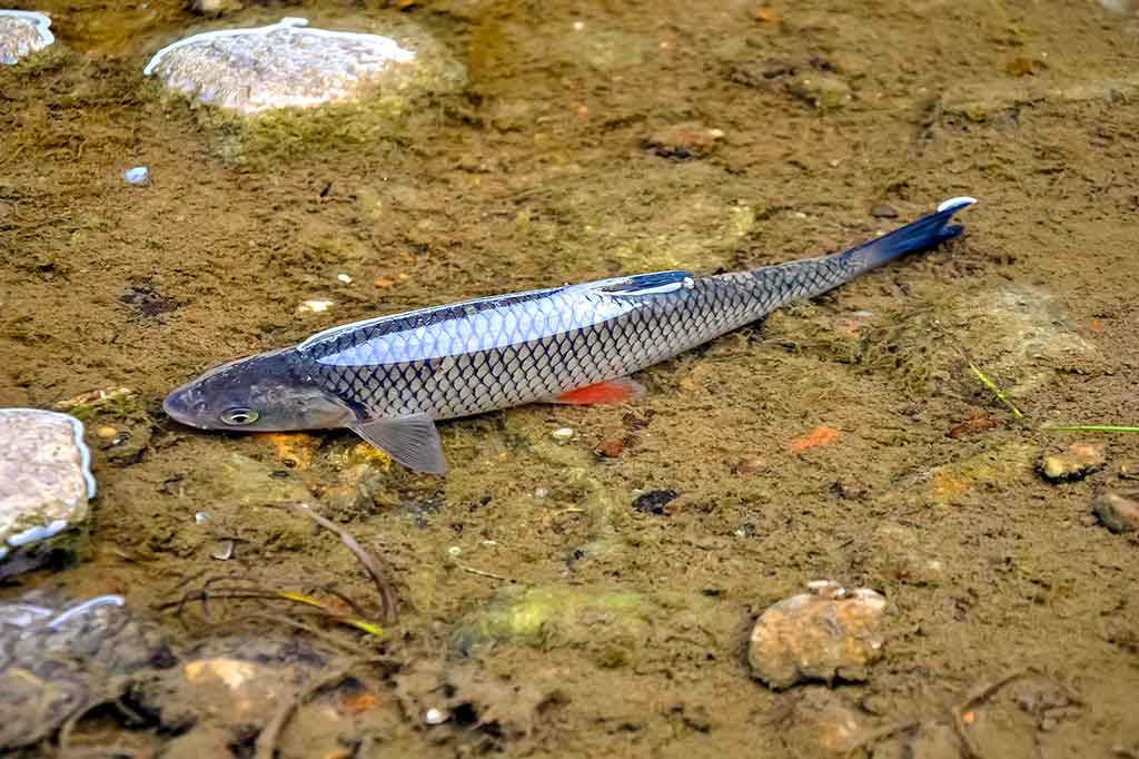 Šapalai ir vobleriai. Apie „šapalinius“ modelius Šapalai ir vobleriai. Apie „šapalinius“ modelius