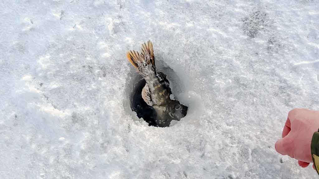 Poledinė lydekų žūklė – apie orą, plėšrūnių norą ir žvejo užsispyrimą Poledinė lydekų žūklė – apie orą, plėšrūnių norą ir žvejo užsispyrimą