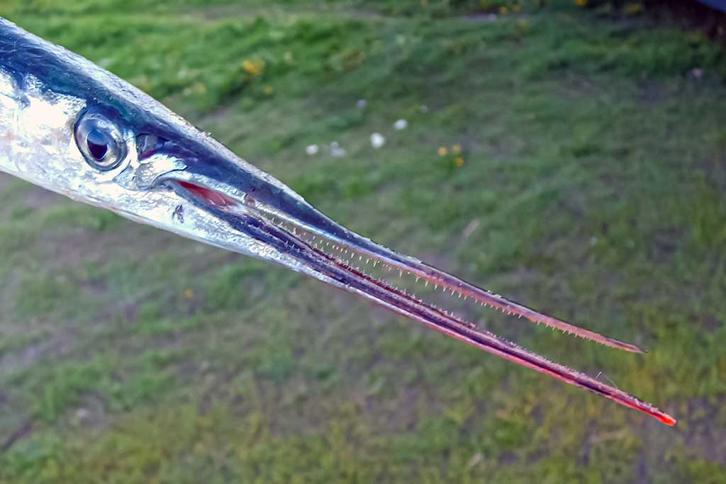 Vėjažuvė Vėjažuvė