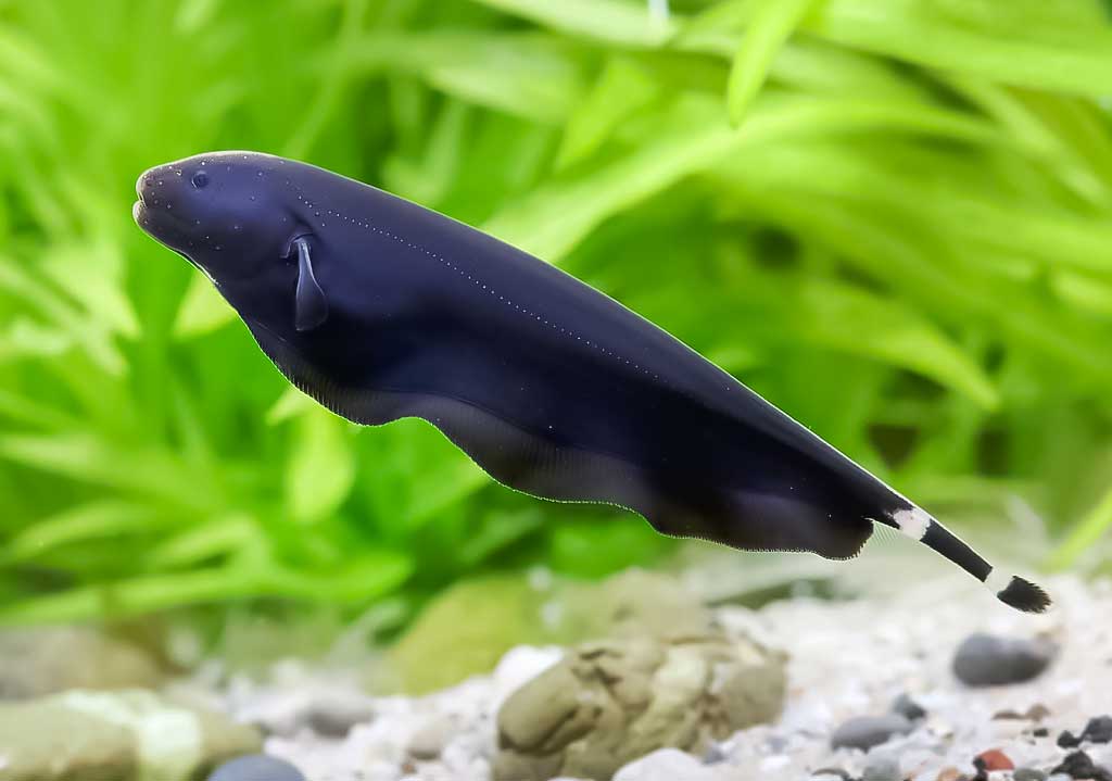 Žuvis-peilis arba žuvis-juodoji plunksna (Apteronotus albifrons) Žuvis-peilis arba žuvis-juodoji plunksna (Apteronotus albifrons)