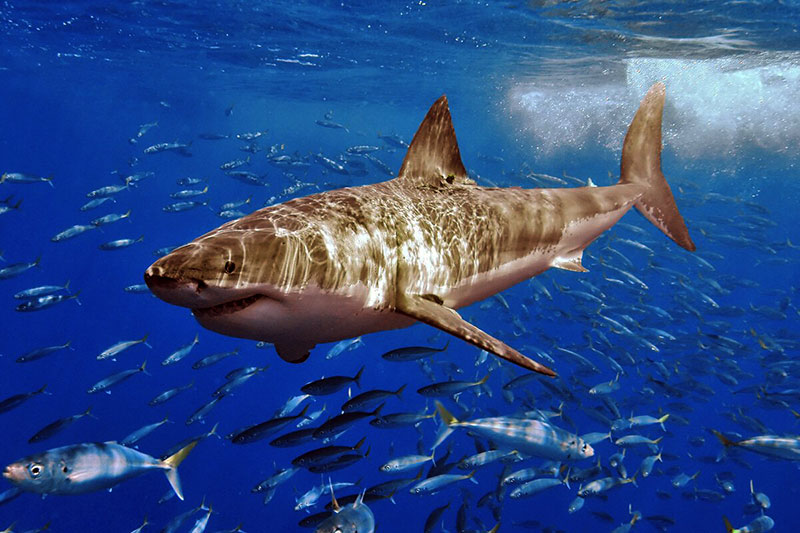 Didysis baltasis ryklys Didysis baltasis ryklys