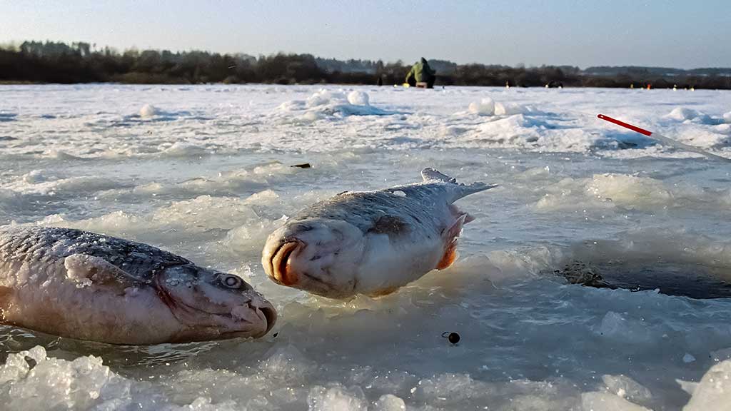 Viduržiemy su avižėle Viduržiemy su avižėle
