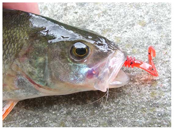 Ešeriai taip azartiškai stveria gana stambias LJ Ballist versijas, kad lieka kyšoti tik uodegėlė Ešeriai taip azartiškai stveria gana stambias LJ Ballist versijas, kad lieka kyšoti tik uodegėlė