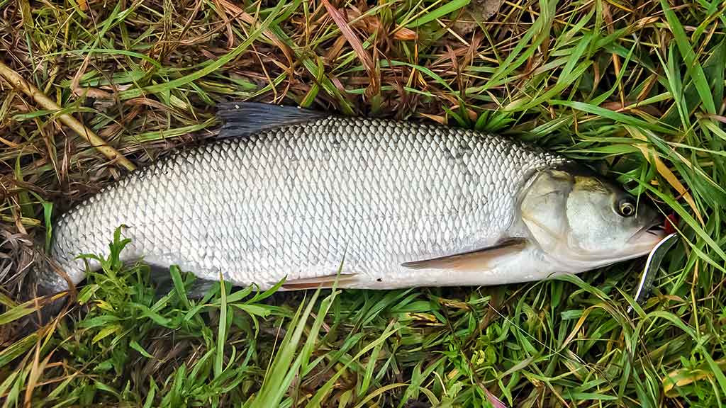 Išsamiai apie Aukštaitijos Šventąją Išsamiai apie Aukštaitijos Šventąją