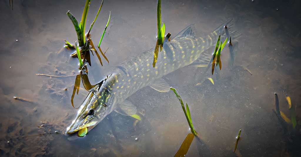 Spininginiai masalai drumstame vandenyje Spininginiai masalai drumstame vandenyje