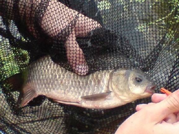 Karpio-karoso hibridas Karpio-karoso hibridas