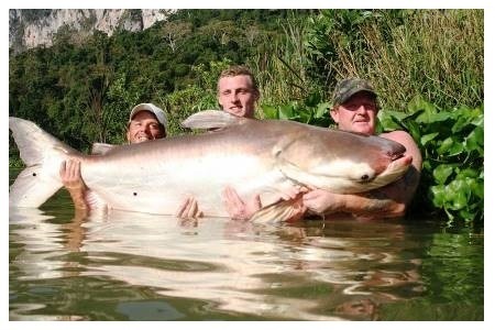 Mekongo katžuvė Mekongo katžuvė