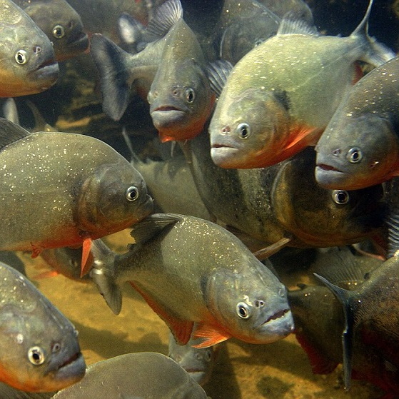 2014 m. ypač padažnėjo piranijų išpuolių prieš turistus Argentinoje. 2014 m. ypač padažnėjo piranijų išpuolių prieš turistus Argentinoje.