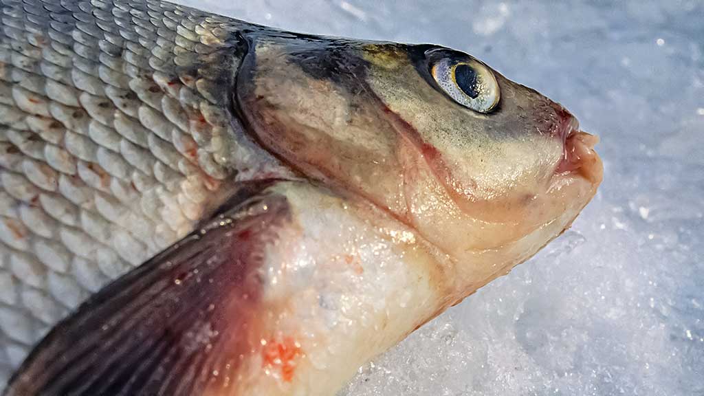 Šiek tiek kitaip apie karšių jaukinimą Šiek tiek kitaip apie karšių jaukinimą