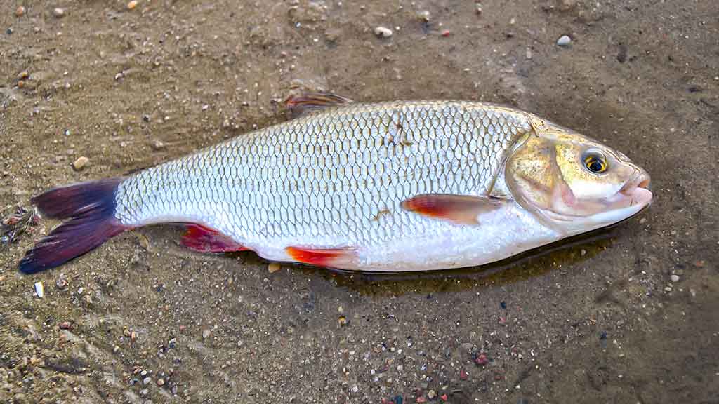 Su spiningu kovą ir balandį. Antra dalis Su spiningu kovą ir balandį. Antra dalis