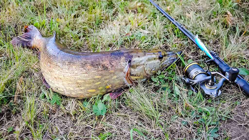 Paupiu su kuprine ant pečių Paupiu su kuprine ant pečių