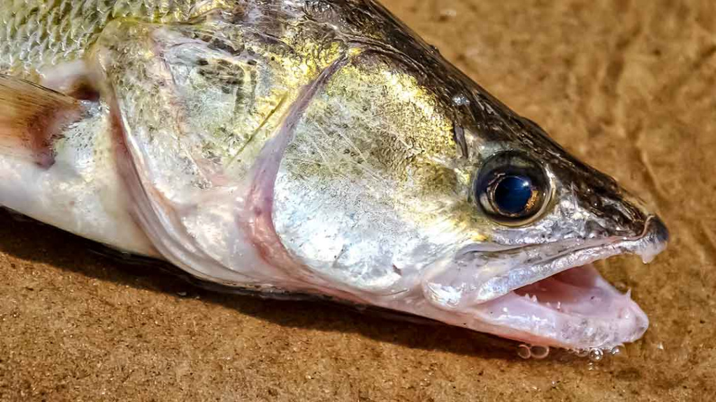 Nemuno įlankos. Sterkai ir lydekos Nemuno įlankos. Sterkai ir lydekos