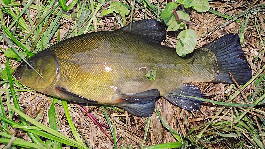 Kaip pagauti lyną? Kaip pagauti lyną?