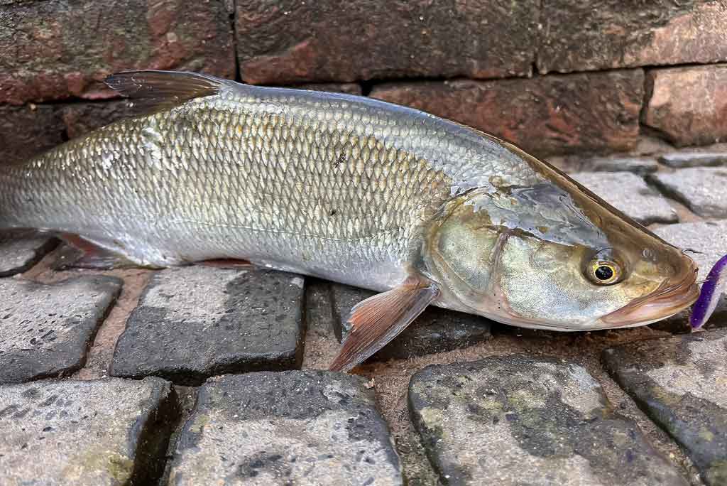 Ar patinka silikonas salačiams? Pirma dalis Ar patinka silikonas salačiams? Pirma dalis