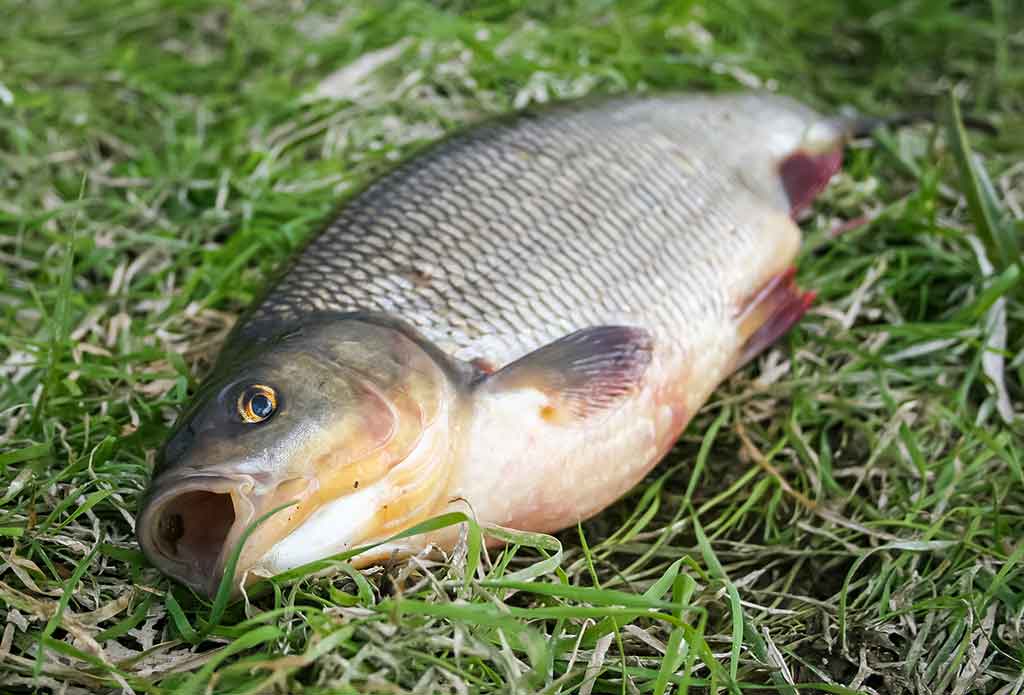 Kaip sukriukę nusviesti iki kito kranto. Pirma dalis Kaip sukriukę nusviesti iki kito kranto. Pirma dalis