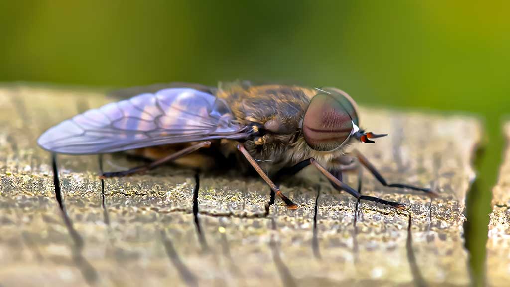 Ar iš balos tas gražumas. Pelkių ragana Ar iš balos tas gražumas. Pelkių ragana