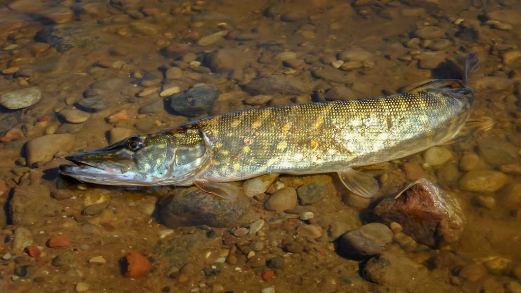 Nemuno įlankos. Sterkai ir lydekos Nemuno įlankos. Sterkai ir lydekos