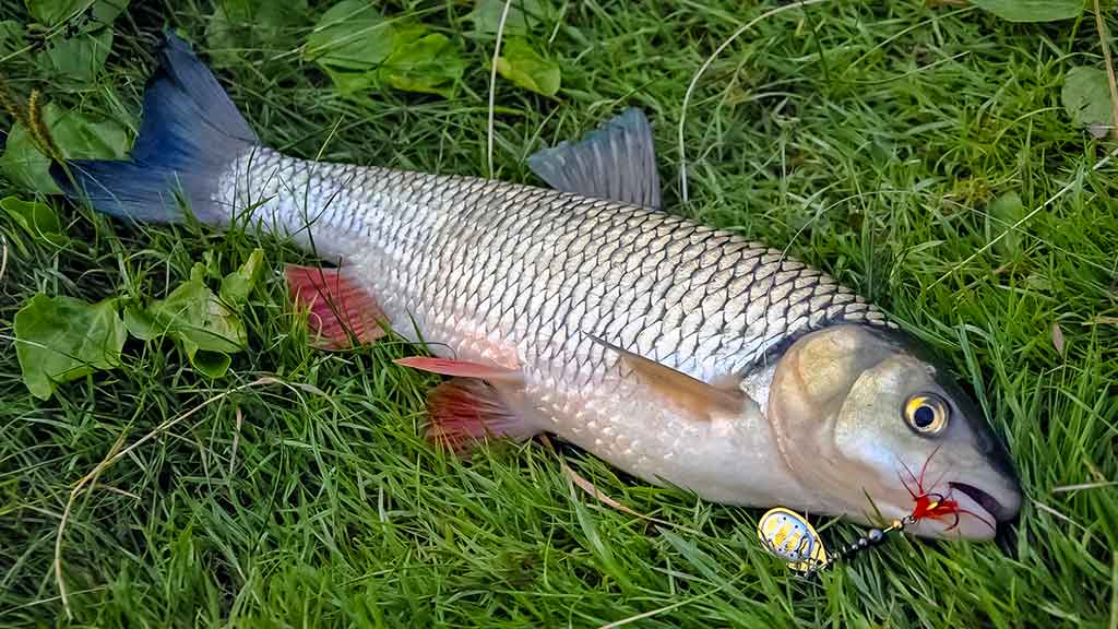 Tandemas – du metaliniai viliokliai Tandemas – du metaliniai viliokliai