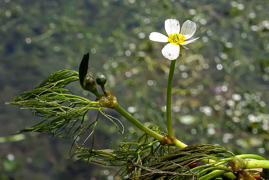 Vandens džiunglių labirintuose. Ne vien augalai Vandens džiunglių labirintuose. Ne vien augalai