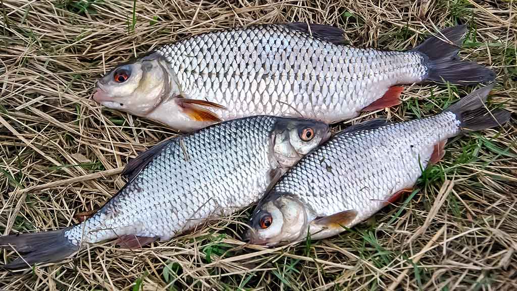 Nemunas, plūdinė ir senos dambos. Kitaip nei vasarą Nemunas, plūdinė ir senos dambos. Kitaip nei vasarą
