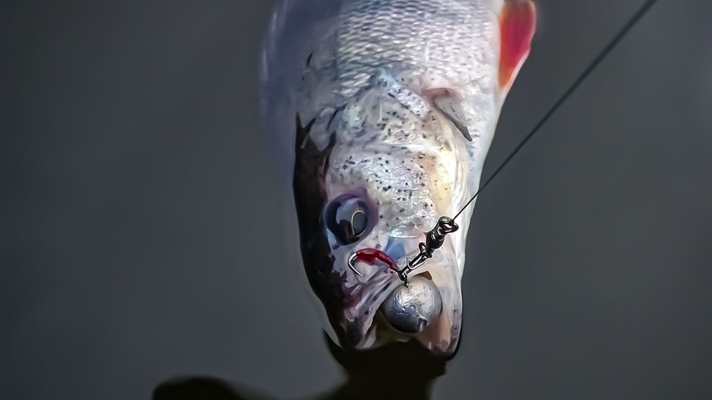 Ešerių žūklė guminukais. Tikrajam rudeniui prasidėjus Ešerių žūklė guminukais. Tikrajam rudeniui prasidėjus