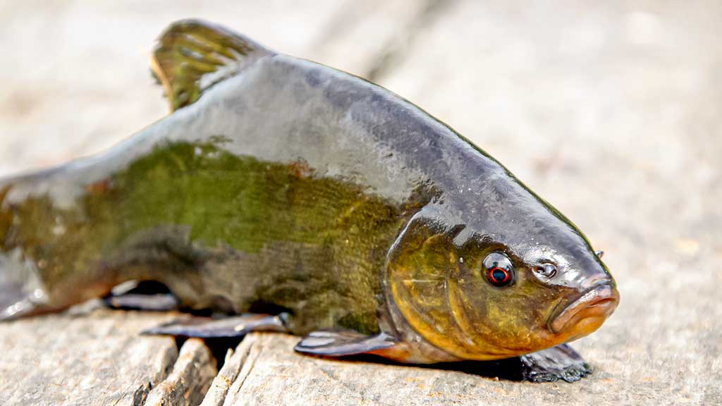 Kaip pagauti lyną? Kaip pagauti lyną?