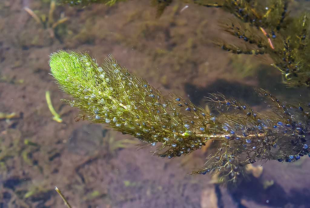 Labai maži ir labai plėšrūs Labai maži ir labai plėšrūs