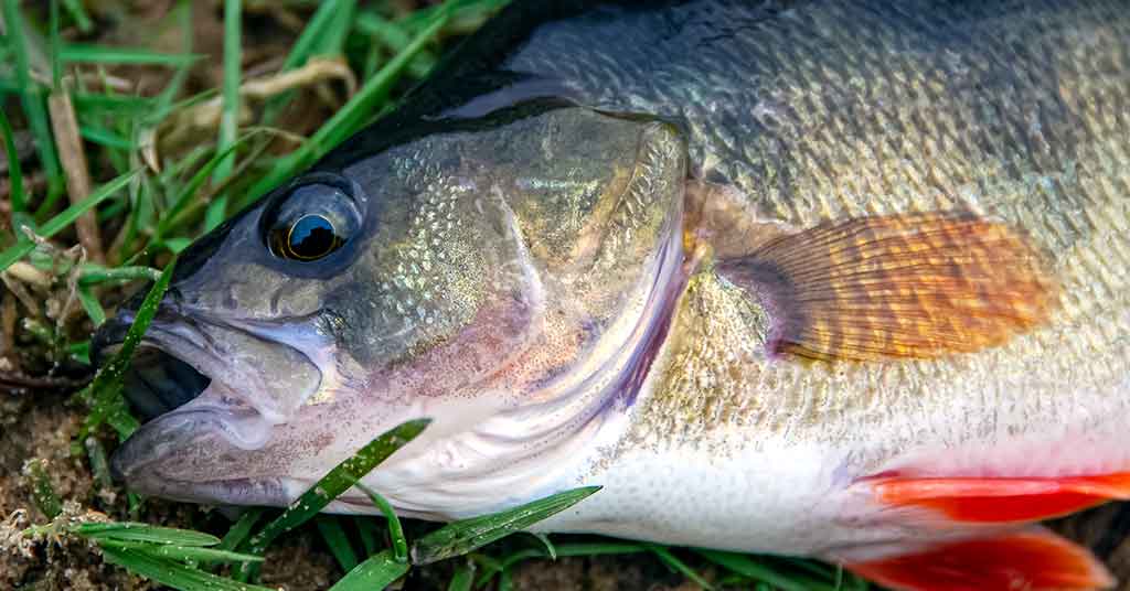 Ešerius – plūdine meškere Ešerius – plūdine meškere