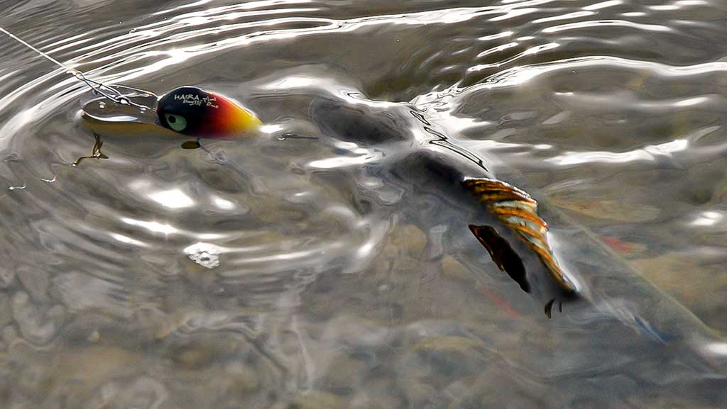 Apie ešeriams „skanius“ voblerius Apie ešeriams „skanius“ voblerius