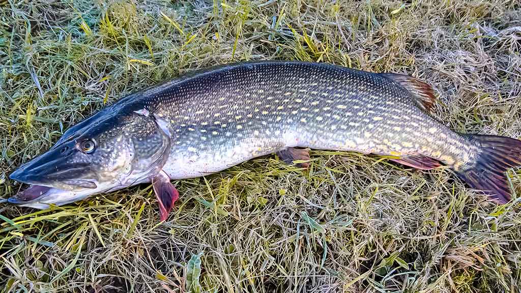 Paupiu su kuprine ant pečių Paupiu su kuprine ant pečių