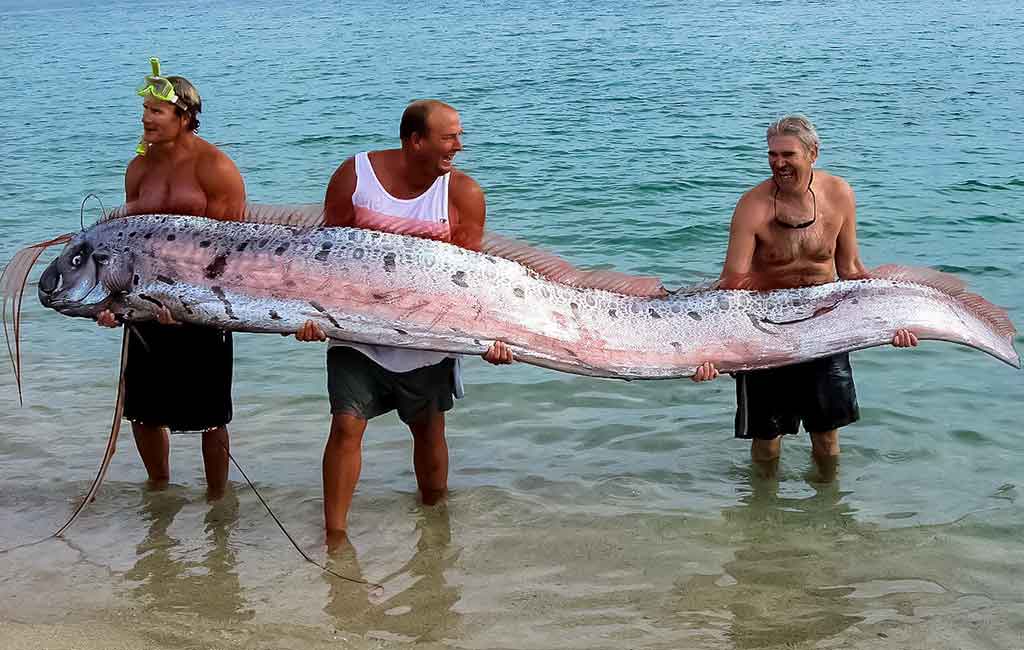 Žuvis-diržas (Regalecus glesne) Žuvis-diržas (Regalecus glesne)