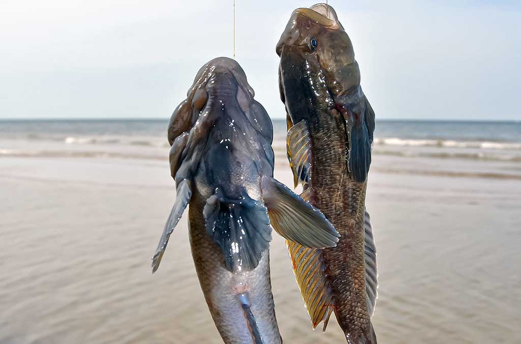 Kaip pagauti Baltijos plekšnę. Otai ir kitos žuvys Kaip pagauti Baltijos plekšnę. Otai ir kitos žuvys