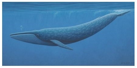 Mėlynasis banginis Mėlynasis banginis