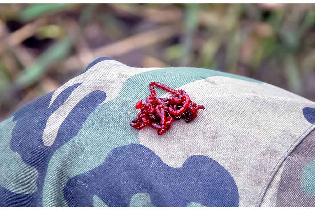 Kaip ant kabliuko užmauti uodo trūklio lervas Kaip ant kabliuko užmauti uodo trūklio lervas