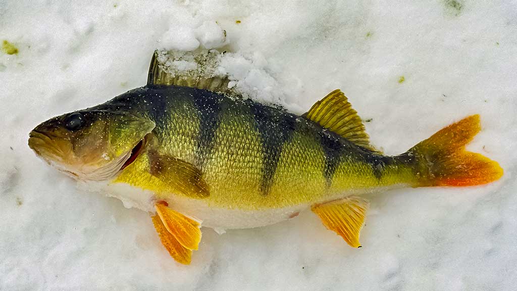 Viduržiemy su avižėle Viduržiemy su avižėle