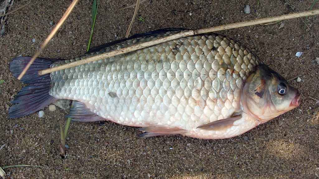 Meškeriojimas su waggler. Adapteriai, stop mazgai, plūdžių antenos Meškeriojimas su waggler. Adapteriai, stop mazgai, plūdžių antenos