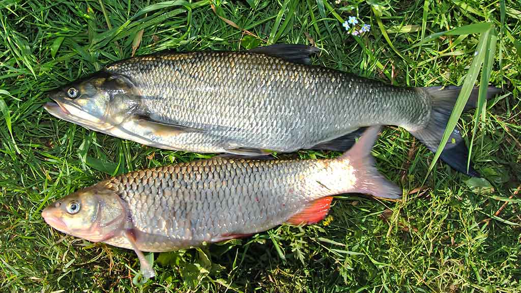 Nemuno kilpomis nuo Alytaus iki Prienų Nemuno kilpomis nuo Alytaus iki Prienų