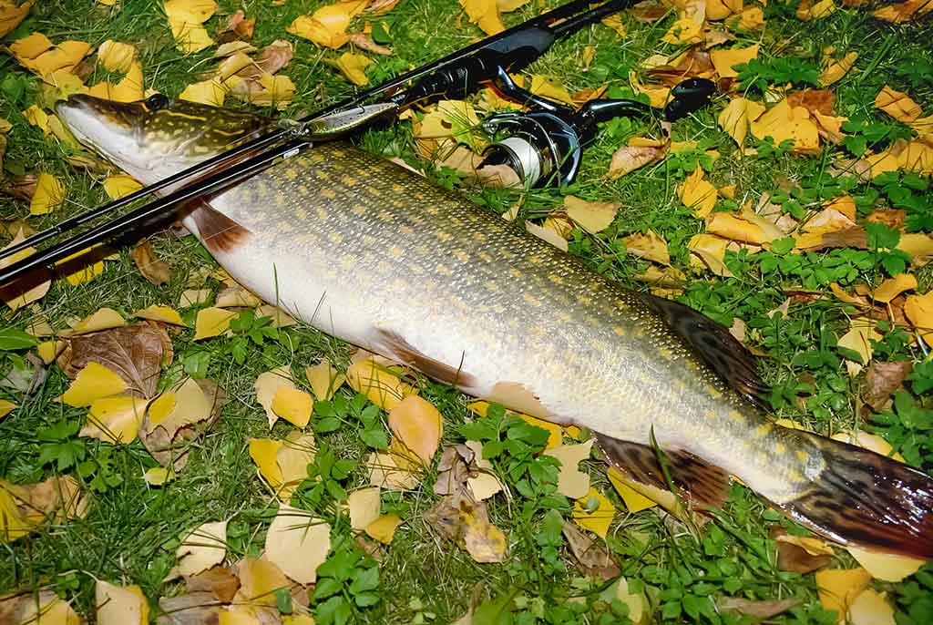 Ar sunku įsisavinti tvičingą? Spiningavimas iš valties Ar sunku įsisavinti tvičingą? Spiningavimas iš valties