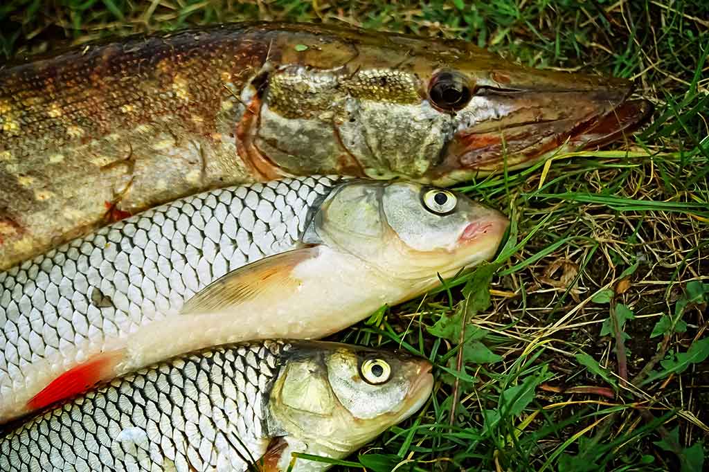 Šapalai ir vobleriai. Apie „šapalinius“ modelius Šapalai ir vobleriai. Apie „šapalinius“ modelius