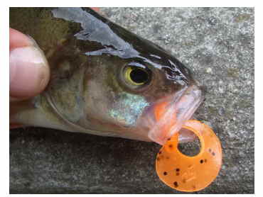 Lucky John Chunk Tail Lucky John Chunk Tail