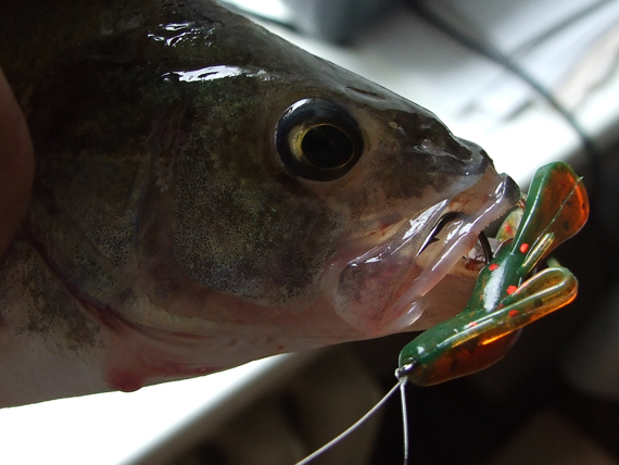 Jau porą sezonų vėsiame vandenyje sėkmingai pavyksta ešerius vilioti LJ Rock Craw guminukais Jau porą sezonų vėsiame vandenyje sėkmingai pavyksta ešerius vilioti LJ Rock Craw guminukais