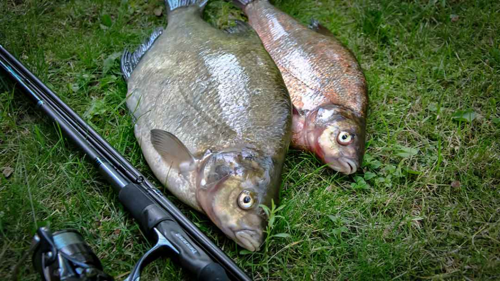 Kaip prisivilioti „nuosavą“ karšį. Paruoškime žūklavietę Kaip prisivilioti „nuosavą“ karšį. Paruoškime žūklavietę