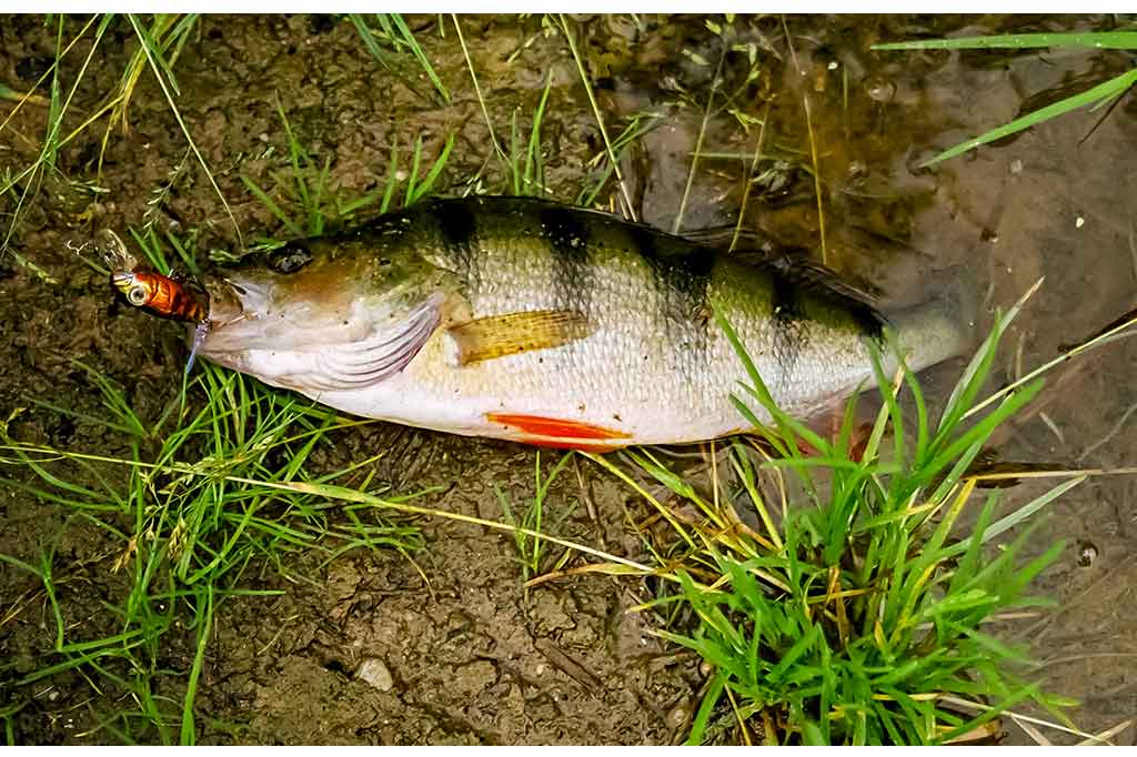 Voblerių dažymas Voblerių dažymas