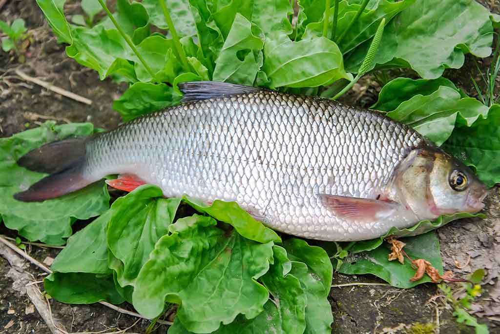 Masalai, kurių niekas (beveik niekas) nenaudoja Masalai, kurių niekas (beveik niekas) nenaudoja