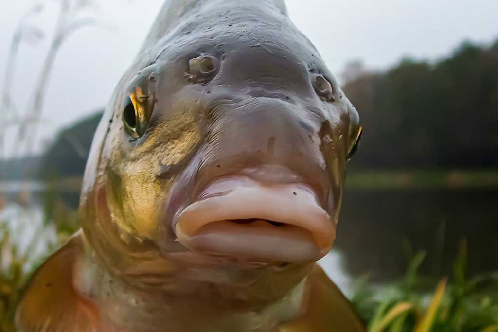 Straipsnis: Karšius žvejoju taip... Apie kirtimą ir traukimą Straipsnis: Karšius žvejoju taip... Apie kirtimą ir traukimą