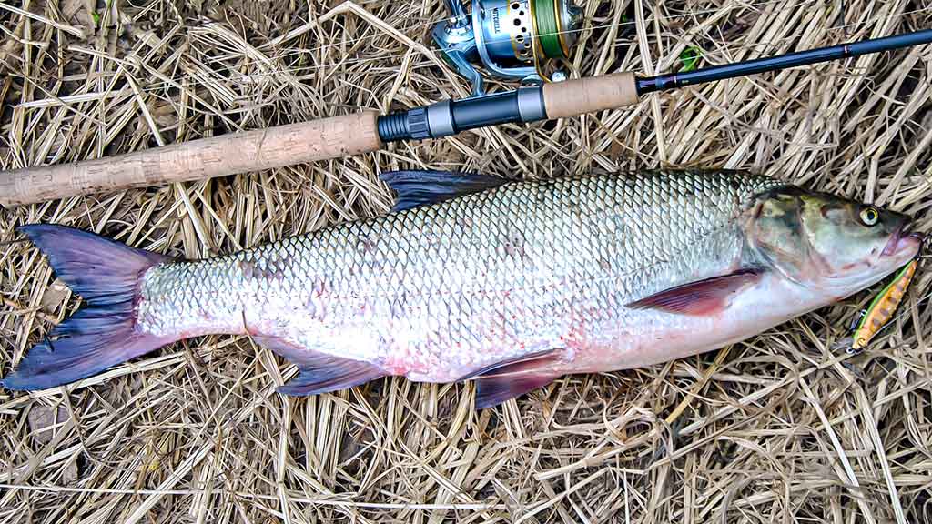 Su spiningu kovą ir balandį. Antra dalis Su spiningu kovą ir balandį. Antra dalis