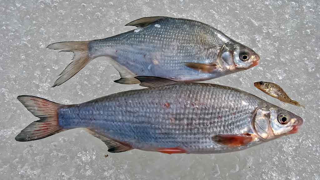 Kur po iš po ledo kimba pačios įvairiausios žuvys Kur po iš po ledo kimba pačios įvairiausios žuvys